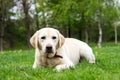 Labrador dog resting Royalty Free Stock Photo
