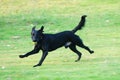 Labrador dog running