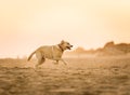 Labrador Dog Running on the Beach