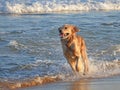 Golden Retriever dog running at the beach