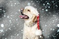 Labrador dog in santa claus hat Royalty Free Stock Photo