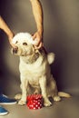 Labrador dog in santa claus hat Royalty Free Stock Photo