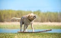 Labrador dog shaking off water after swimming Royalty Free Stock Photo