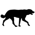 Labrador dog silhouette on a white background