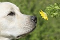 Labrador dog smelling yellow flower on green nature background. Funny puppy face Royalty Free Stock Photo