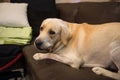 Labrador dog on soda holding bone in mouth at home Royalty Free Stock Photo