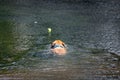 Labrador dog swimming fetching tennis ball in water Royalty Free Stock Photo