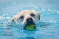 Labrador dog swims through clear blue water towards the camera with a ball in their mouth. Royalty Free Stock Photo