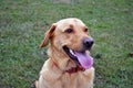 Labrador dog with tongue out Royalty Free Stock Photo