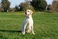 Labrador dog waiting Royalty Free Stock Photo