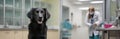 Labrador dog waiting for examination at the vet clinic. Black domestic animal is being examined by a doctor banner