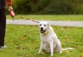 Labrador dog walking with owner in the summer park. Big animal in city Royalty Free Stock Photo