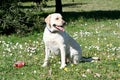 Labrador dog watching Royalty Free Stock Photo