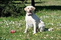 Labrador dog watching Royalty Free Stock Photo