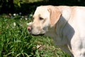 Labrador dog watching Royalty Free Stock Photo