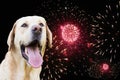 Labrador dog watching the fireworks Royalty Free Stock Photo