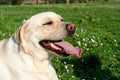 Labrador dog watching, tongue out Royalty Free Stock Photo