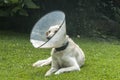 Labrador dog with medical collar Royalty Free Stock Photo