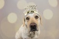 LABRADOR DOG WEARING A A TEXT DIADEM OF HAPPY NEW YEAR. ISOLATED SHOT AGAINST GRAY COLORED BACKGROUND WITH DEFOCUSED OVERLAYS