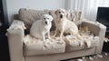 Labrador dogs chewed on the sofa.