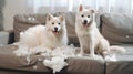 Labrador dogs chewed on the sofa.