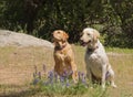 Labrador dogs Royalty Free Stock Photo