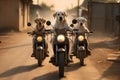 Labrador dogs ride motorcycle along the rural road in the small town.