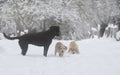 Labrador dogs in the snow Royalty Free Stock Photo
