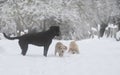 Labrador dogs in the snow