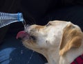 Labrador drinking with his tongue out