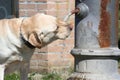 Labrador Drinking / Standpipe