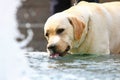 Labrador drinking water from fountain