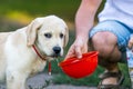 Labrador drinking water.