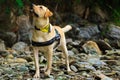 Labrador enjoying his walk in the woods of Himachal pradesh