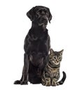 Labrador and european cat sitting, isolated Royalty Free Stock Photo