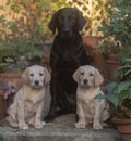 Labrador family sitting looking at the camera Royalty Free Stock Photo