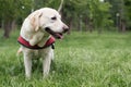Labrador female dog resting in the public park Royalty Free Stock Photo