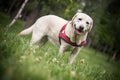 Labrador female dog resting in the public park Royalty Free Stock Photo