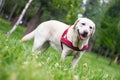 Labrador female dog resting in the public park Royalty Free Stock Photo