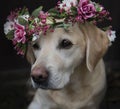 Labrador in flower crown collar Royalty Free Stock Photo