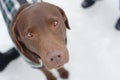 Labrador in the Snow with Faithful Eyes Royalty Free Stock Photo