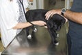 Labrador getting examined