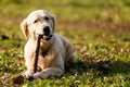 Labrador gnawing stick on lawn Royalty Free Stock Photo