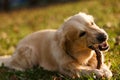 Labrador gnaws stick in park Royalty Free Stock Photo