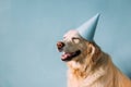 Labrador golden retriever dog celebrates birthday in a cap Royalty Free Stock Photo