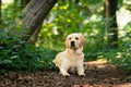 Labrador Golden Retriever crossbreed in the forest