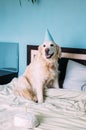 Labrador golden retriever dog celebrates birthday in a cap and with cake Royalty Free Stock Photo