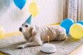 Labrador golden retriever dog celebrates birthday in a cap and with cake Royalty Free Stock Photo