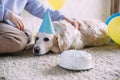 Labrador golden retriever dog celebrates birthday in a cap and with cake Royalty Free Stock Photo