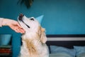 Labrador golden retriever dog celebrates birthday in a cap Royalty Free Stock Photo